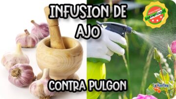[ID: vJQo4KXmGSM] Youtube Automatic