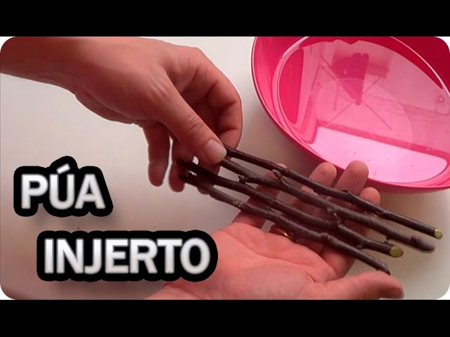 Precargar imagen