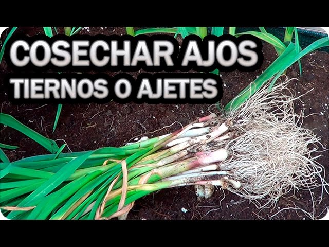 Precargar imagen
