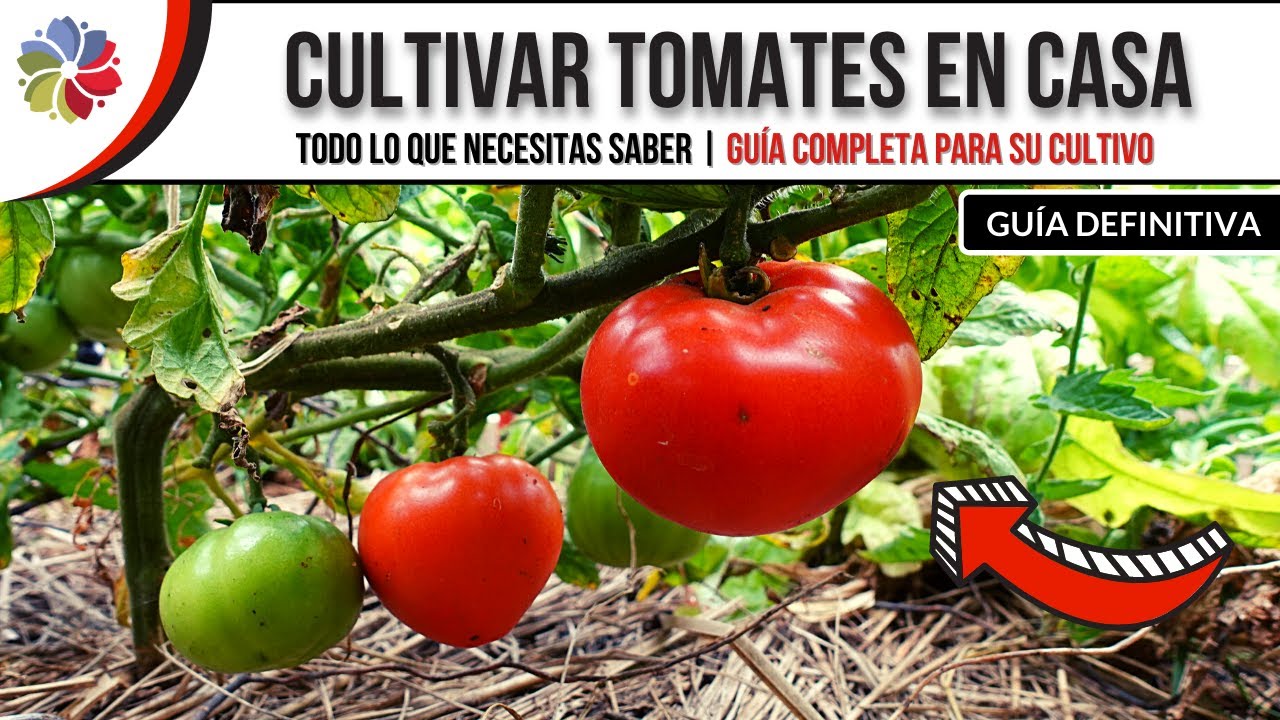 Precargar imagen