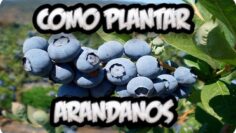 [ID: w1izcwdjoO0] Youtube Automatic