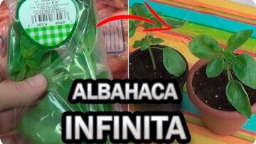 [ID: w2hdbGiU7hs] Youtube Automatic