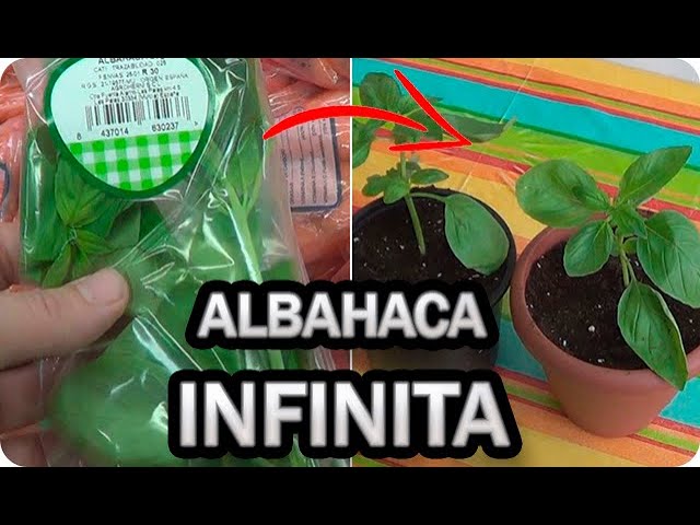 Precargar imagen