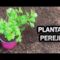 [ID: WEmbDpjr4A4] Youtube Automatic