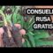 [ID: wg1Dtr-OnsA] Youtube Automatic