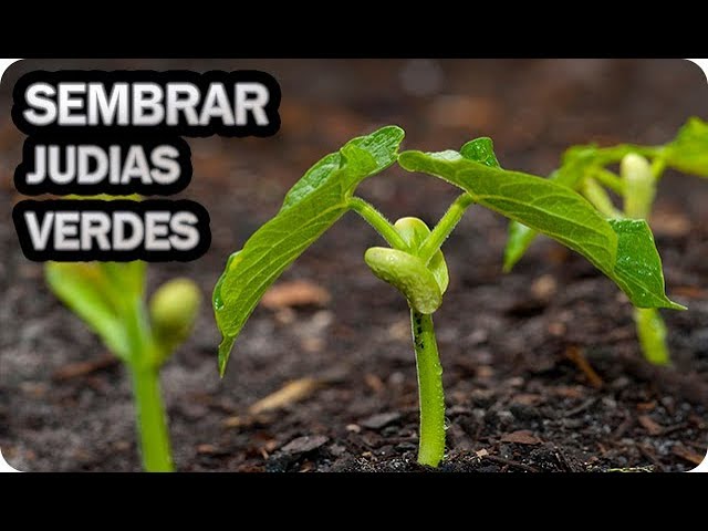 Precargar imagen