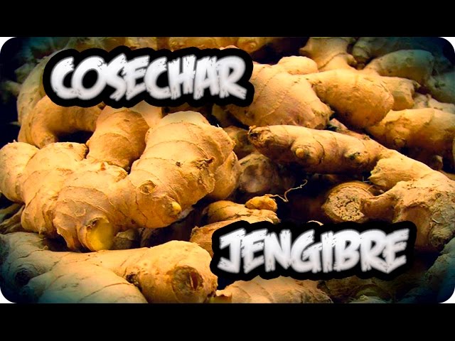Precargar imagen