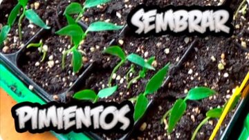 [ID: XiJTDiXT0HM] Youtube Automatic