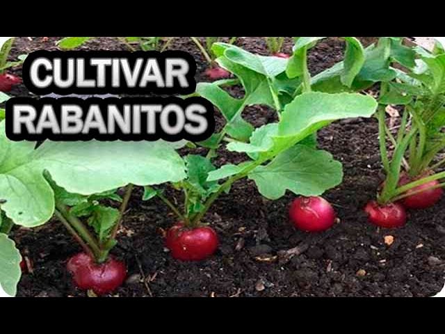 Precargar imagen