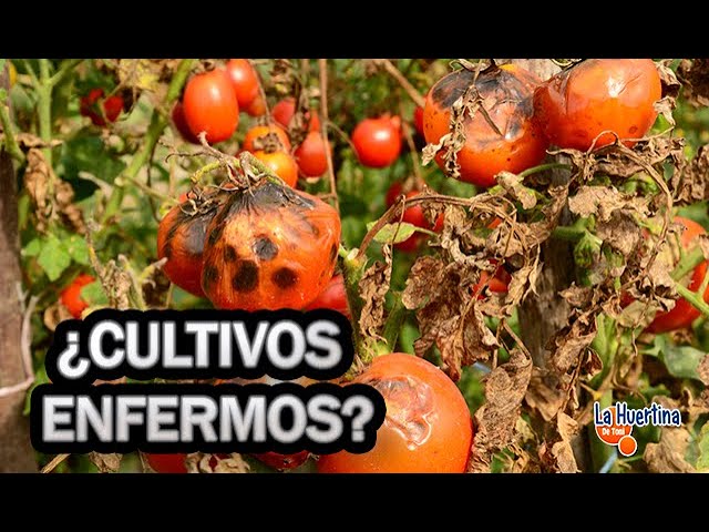 Precargar imagen