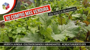 [ID: X_wJA-xvuvA] Youtube Automatic