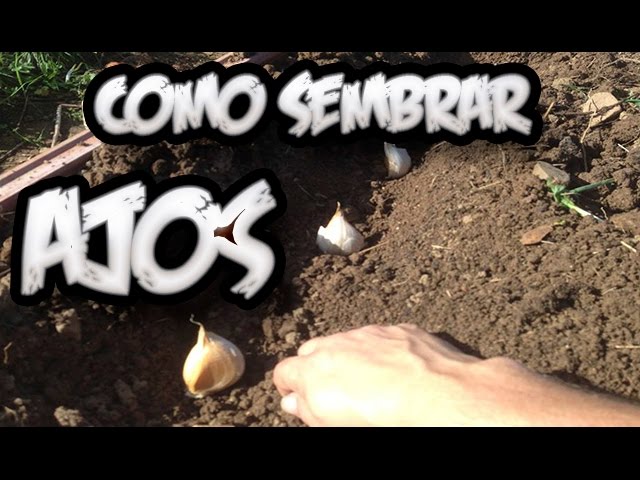 Precargar imagen