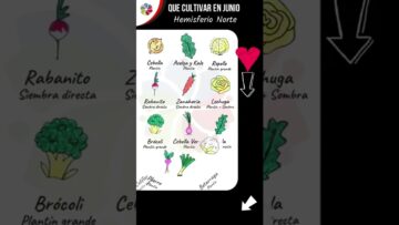 [ID: Y1wO_e_M40A] Youtube Automatic