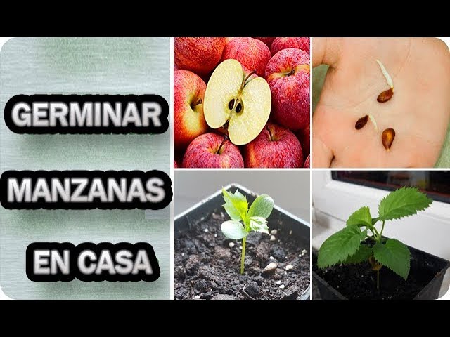 Precargar imagen