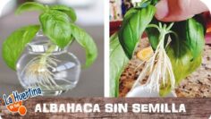 [ID: YAn-lSYFGfs] Youtube Automatic