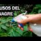 [ID: yYPdZpbG8yM] Youtube Automatic