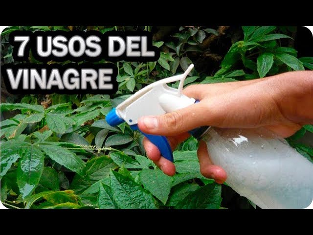 Precargar imagen