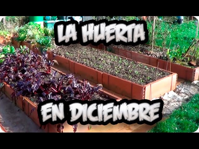 Precargar imagen