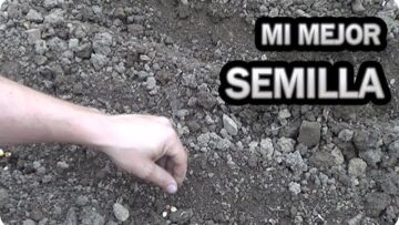 [ID: ZmYZ1bBePFo] Youtube Automatic