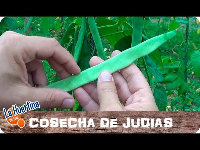 Precargar imagen