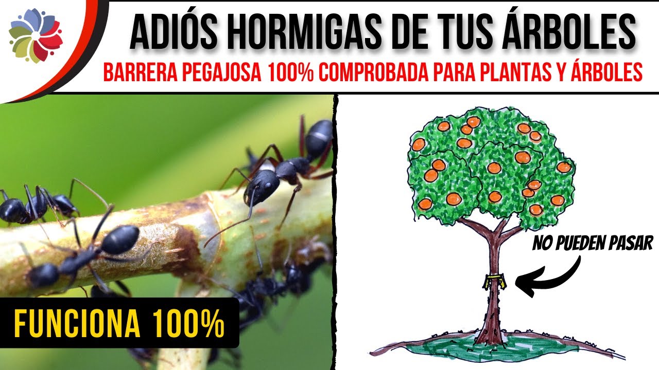 Precargar imagen