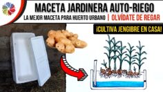 Privado: [ID: LUAEBkrwD9Y] Youtube Automatic