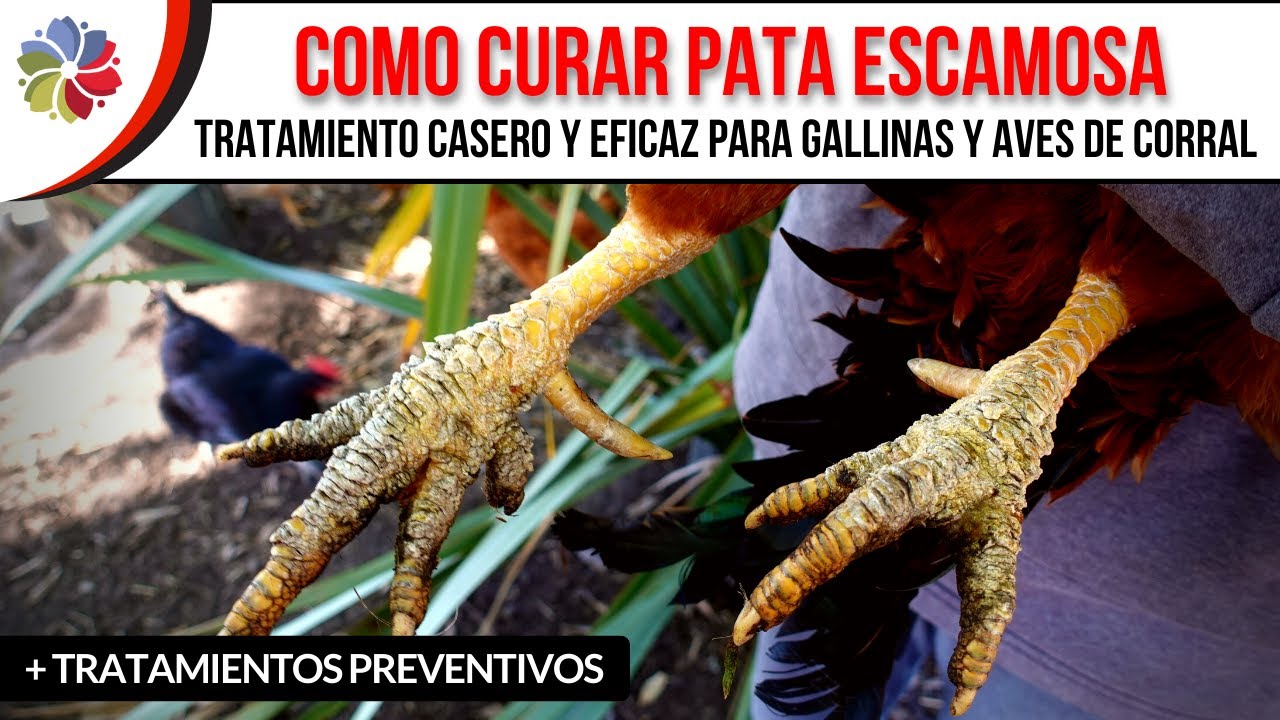 Precargar imagen