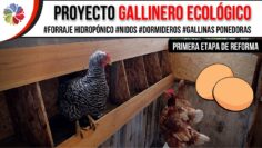 Privado: [ID: oC3NhDw6Kto] Youtube Automatic