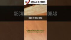 Privado: [ID: rdMujuRw87o] Youtube Automatic