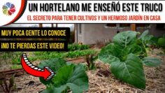 Privado: [ID: TlZxnLsab6c] Youtube Automatic