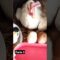 Privado: [ID: uoJisJsN8dY] Youtube Automatic