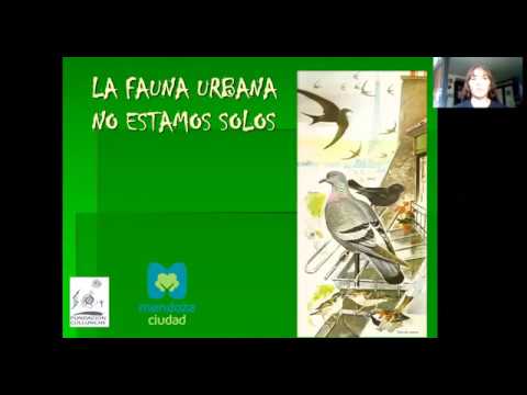 Precargar imagen