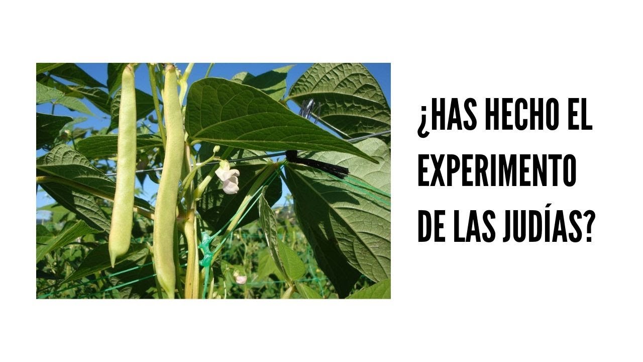 Precargar imagen