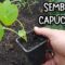 Privado: [ID: IuwmzGVt_kQ] Youtube Automatic