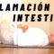 Privado: [ID: KJvTvPkNYlI] Youtube Automatic