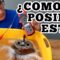 Privado: [ID: Og-Aa5-2CrQ] Youtube Automatic