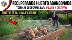 Privado: [ID: UuNZGoTrTGY] Youtube Automatic