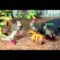 [ID: xS6-ZU7PrVU] Youtube Automatic