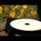 [ID: zBsq2sLRjSo] Youtube Automatic