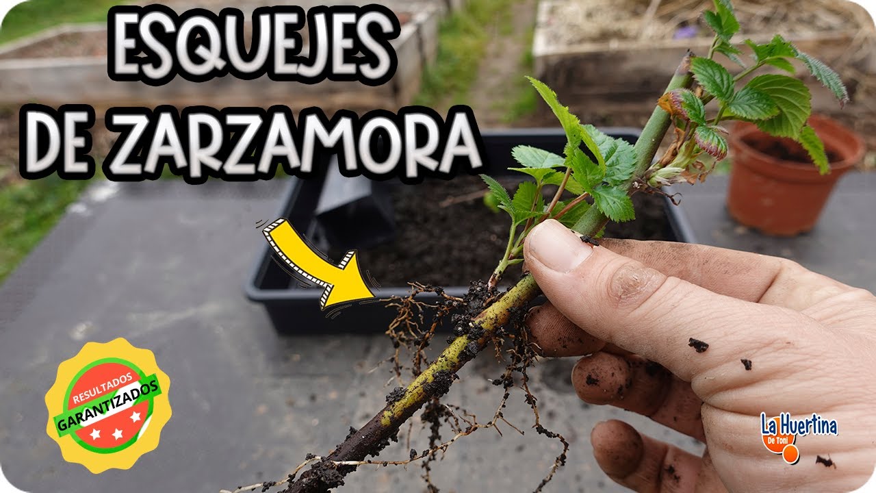 Precargar imagen