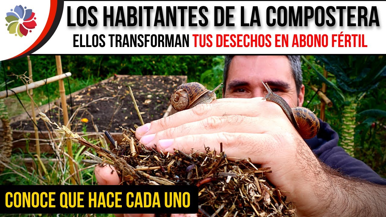 Precargar imagen