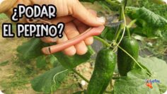 Privado: [ID: 7KRU70DeKPc] Youtube Automatic