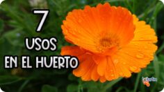 Privado: [ID: qTEM5Hrp-04] Youtube Automatic