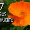 Privado: [ID: qTEM5Hrp-04] Youtube Automatic