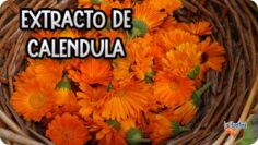 Privado: [ID: TVI4uZBllj0] Youtube Automatic