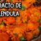 Privado: [ID: TVI4uZBllj0] Youtube Automatic