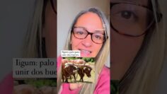 Privado: [ID: z77mKVBu7dI] Youtube Automatic