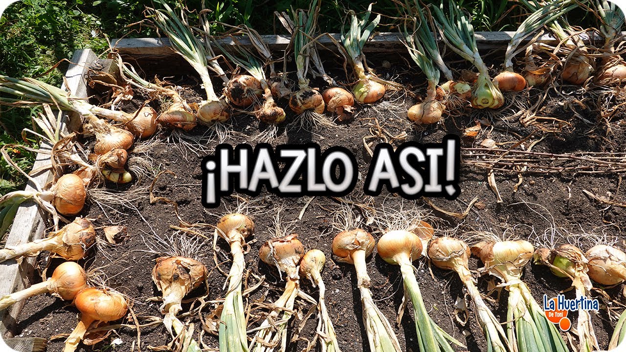 Precargar imagen