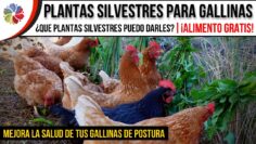 Privado: [ID: TWa5dSArKYI] Youtube Automatic