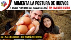 Privado: [ID: vEoWWZRtkhM] Youtube Automatic